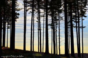Inside looking out.  A very special stand of pines.