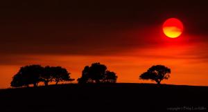 Laureles-Blood-Sun-2_DSC1914